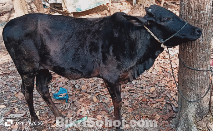 একটি সার বাছুর বিক্রি করা হবে